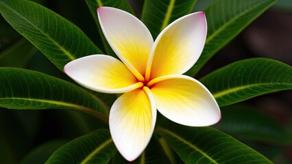 Fototapeta premium Vibrant Plumeria pudica flower in shades of white and yellow with pink tips, surrounded by lush green leaves, centered for elegant visual appeal.