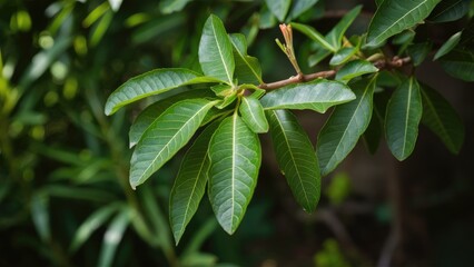 Lush green curry leaves with a glossy texture growing on a branch, set against a blurred backdrop of vibrant green foliage in a garden.