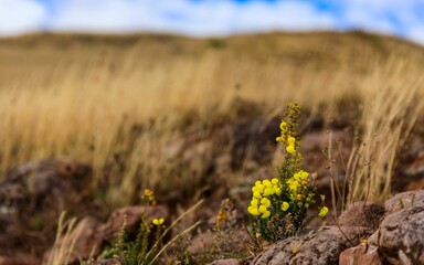 Yellow wildflower in rocky terrain