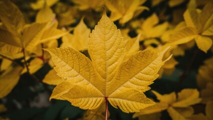 Closeup of a vivid yellow leaf centered amidst blurred yellow foliage showcasing detailed veins and texture against a soft background.