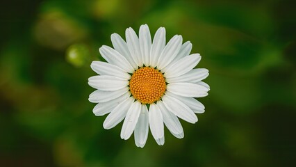 Obraz premium Vibrant white daisy with a bright yellow center positioned centrally against a lush green background highlighting natural beauty and freshness