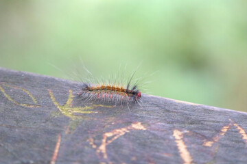 a hairy caterpillar crawls on a tree