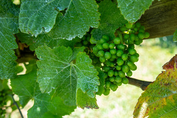 vineyard. grape bushes on a clear day