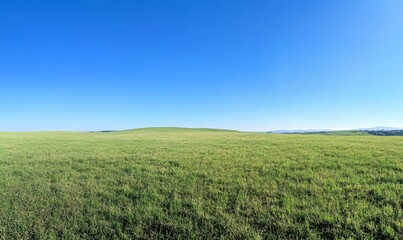 Naklejka premium Green grass on blue clear sky, spring nature theme. Panorama