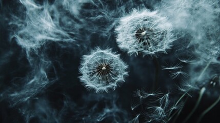 Obraz premium Dandelion seeds floating in the air on a dark background, two complete dandelions and some seeds