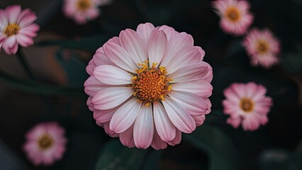 Fototapeta premium Delicate pink flower in sharp focus at center surrounded by softly blurred pink petals and green foliage creating a serene floral ambiance