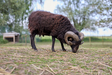 Obraz premium Brown male ouessant sheep on meadow