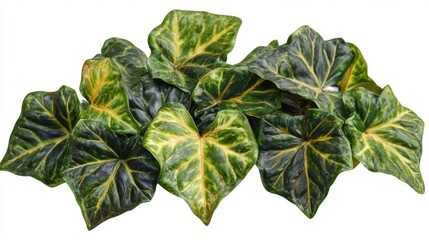 Fototapeta premium Vibrant green ivy leaves arranged harmoniously on a white background showcasing their rich patterns and textures