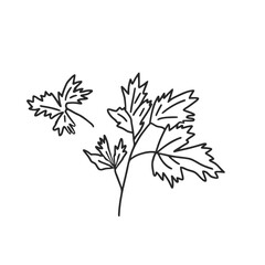 Parsley doodle culinary herb. Vector hand drawn illustration isolated on white background.