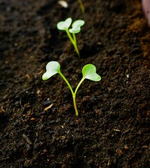 Kiełkowanie © Adam