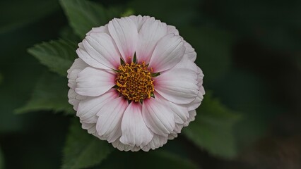 Delicate pink and white flower with a golden center, centered against a dark green background, showcasing intricate petal details and natural beauty.