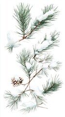 Winter Wonderland Pine Branch Watercolor Illustration - A Festive and Detailed Winter Scene