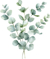 Obraz premium Eucalyptus Watercolor Vector Illustration.