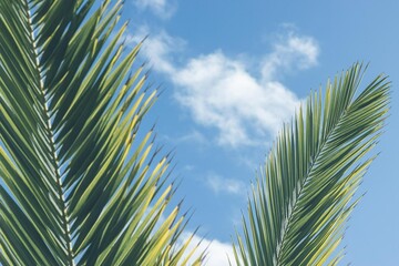 Exotic Palm Fronds Under a Clear Blue Sky