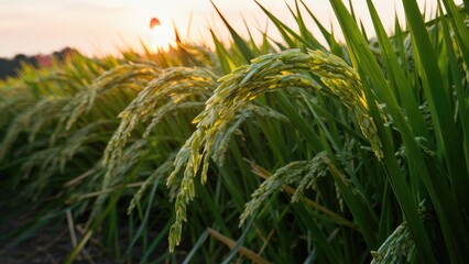 Golden rice stalks swaying gently in the evening light with vibrant green leaves framed against a soft sunset in an agricultural landscape.