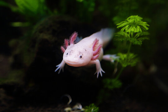 Cute pink axolotl (Ambystoma mexicanum)
