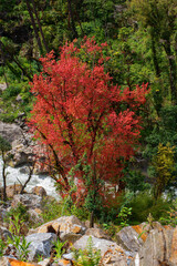 Beautiful tree with red leaves and Marsyangdi river in Himalaya mountains at sunny day. Annapurna Circuit Trek. Hiking trekking concept. Annapurna Conservation Area, Nepal