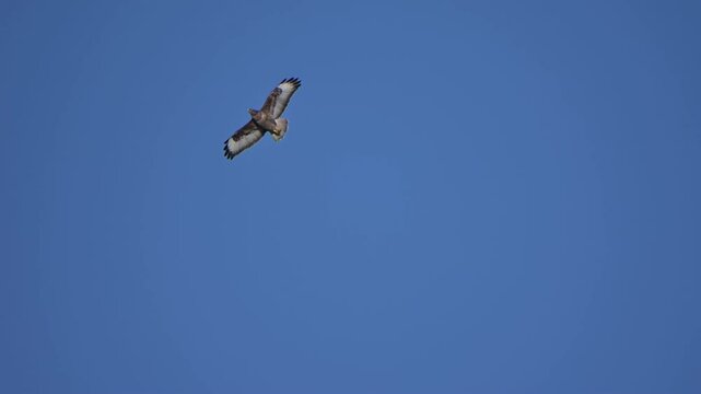 Three Common Buzzards (Buteo buteo) circling. January, Kent, UK. [Slow motion x10]