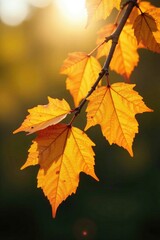 Fototapeta premium Golden leaves cling to dry twigs on a sunny branch, fall, autumn, sun