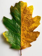 High-definition green and yellow oak leaf captured against a white background showcasing intricate details