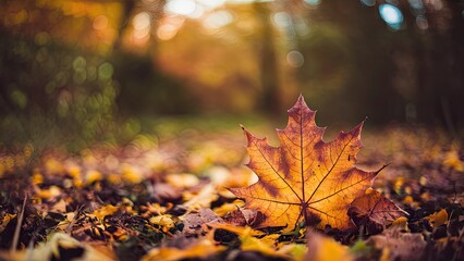 Autumn woodland scene with a vibrant golden maple leaf in focus surrounded by a blur of colorful fallen leaves and soft bokeh lighting effects.