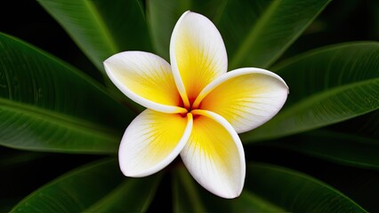 Obraz premium Elegant Plumeria pudica flower viewed from above, featuring white petals with yellow centers, set against lush green leaves forming a vibrant backdrop.