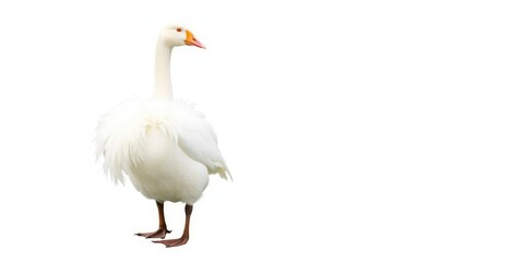 Grey goose standing majestically on a white background, majestic, wild