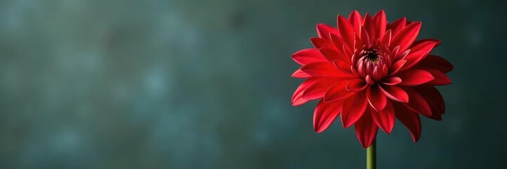 A single long-stemmed bright red dahlia in a vase, flowers, , solo flower