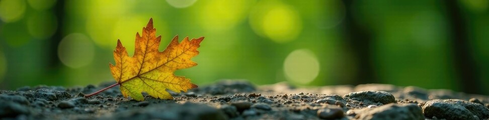A single oak leaf placed on a stone or rock surface, tree branches, nature photography, oak leaf