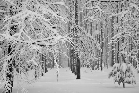 Winter forest with snow-covered tree branches