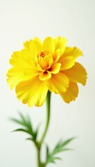 Bright yellow marigold petals against a soft white background, background, petals