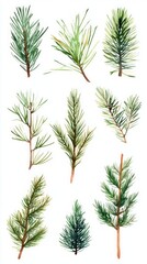 Watercolor Pine Branches Collection - Festive Botanical Illustration