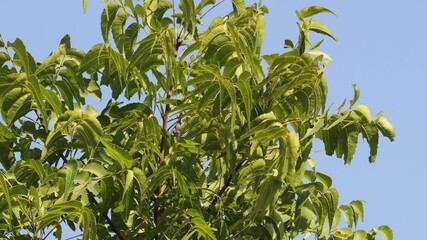 Neem tree leaves , close up view , windy day, Azadirachta indica branches of neem tree leaves on the beach exposed to the wind. natural medicine. indian ayurveda Medicine plant. blue sky background.