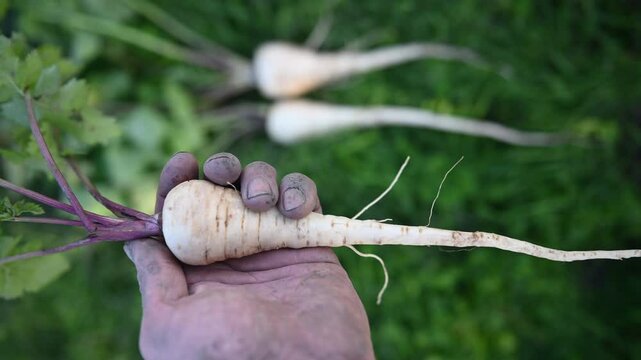 Pastinaca sativa &lsquo;Lange witte holkruin&rsquo; / &lsquo;Hollow crown&rsquo; parsnip.  Washed. October harvest. The Netherlands.