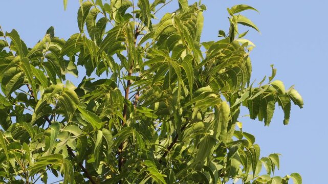 Neem tree leaves , close up view , windy day, Azadirachta indica branches of neem tree leaves on the beach exposed to the wind. natural medicine. indian ayurveda Medicine plant. blue sky background.