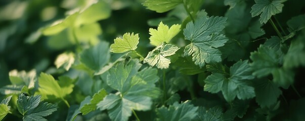 Close-up of sunlit green leaves in a lush garden environment