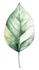 Delicate Watercolor Leaf Illustration