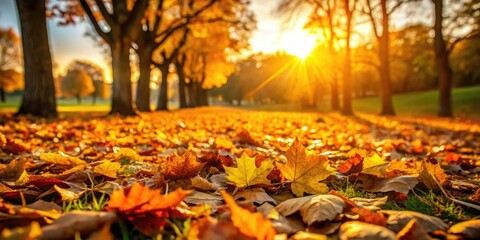Golden hour on a crisp autumn day with fallen leaves carpeting the ground, forest floor, natural light, outdoors, fall landscape