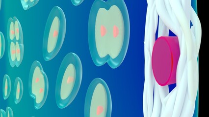 Hyaline cartilage 3d illustration