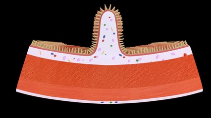 Plicae Circulares Section 3d illustration