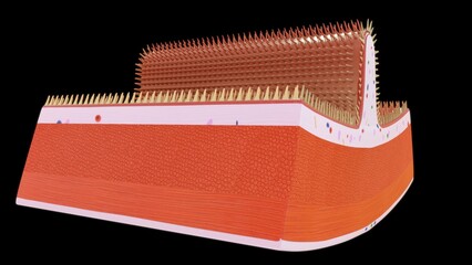 Plicae Circulares Section 3d illustration