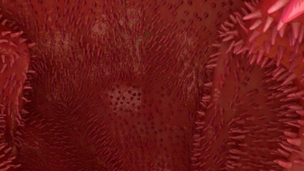 Jejunum inner section 3d illustration