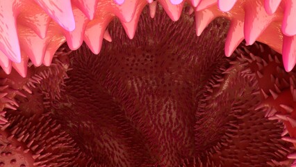 Jejunum inner section 3d illustration