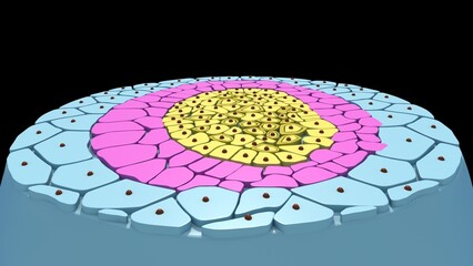 germ layers 3d illustration