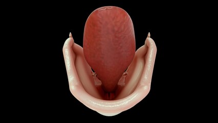 epiglottis 3d illustration