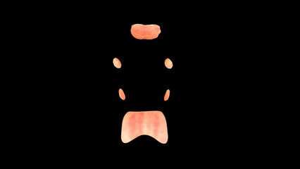 Pharynx waldeyer's ring 3d illustration