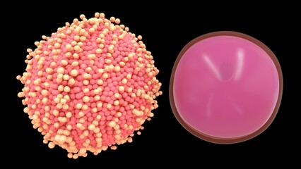 Female reproductive system ovum stages 3d illustration