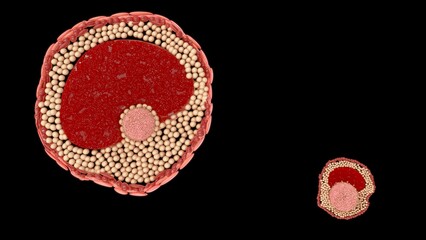 Female reproductive system ovum stages 3d illustration