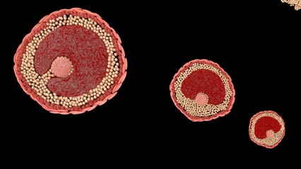 Female reproductive system ovum stages 3d illustration