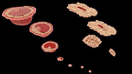 Female reproductive system ovum stages 3d illustration